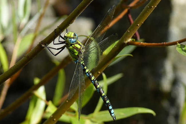 Aeshna cyanea ♂, H01 Friedewald, Steinbruchgewässer, 10.08.13, G. Koska