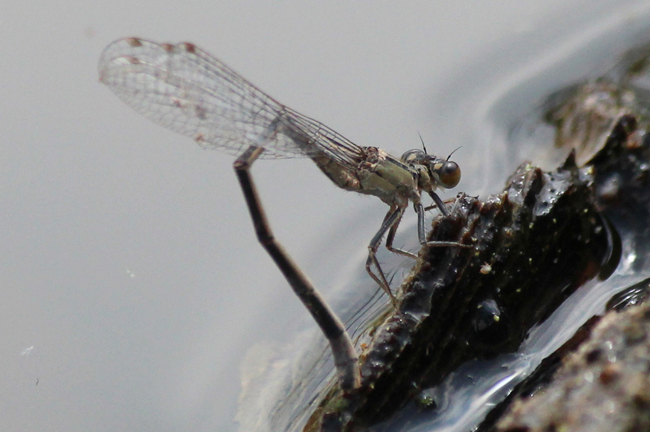 Ischnura elegans ♀ Eiablage, D02 Bebra, Fuldaaue (gestaltetes Kleingewässer), 29.07.12, A. Werner