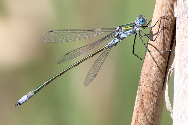 Lestes sponsa ♂, K01 Raboldshausen, Kleingewässer (Schnepfenwiese), 17.08.13, A. Werner