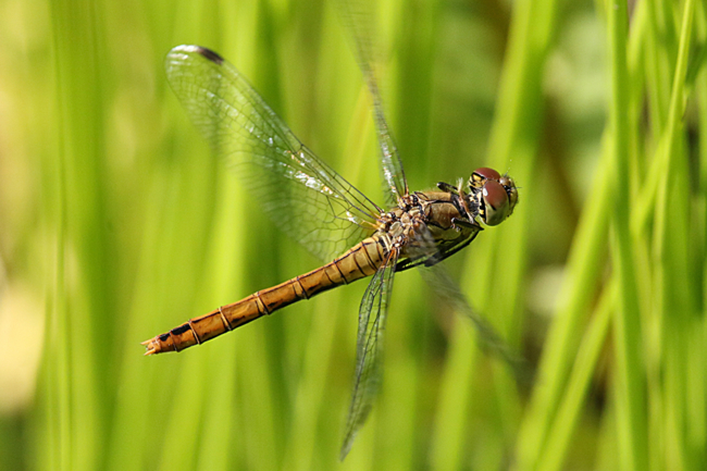 Sympetrum sanguineum ♀, im Flug, F22 Meckbach, (gestaltete Kleingewässer), 21.08.14, A. Werner