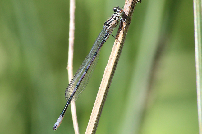 Coenagrion puella ♂ jung, D18 Weiterode, Rallenteich im Nausisgrund, 14.05.12, A. Werner