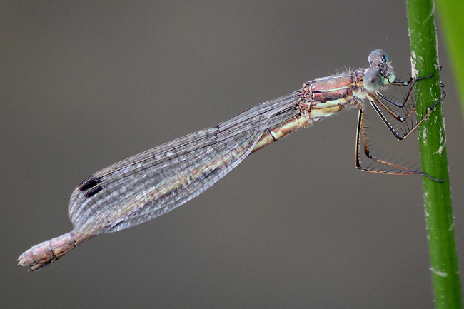 Lestes sponsa ♀, D10 NSG Alte Fulda bei Blankenheim (Flutmulde), 01.09.13, A. Werner