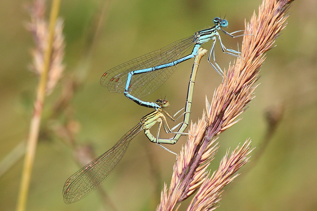 Platycnemis pennipes Paar, A09 Niederellenbach, Abbaugewässer, 14.08.12, A. Werner