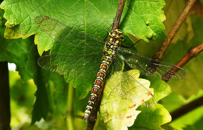 Aeshna cyanea ♀, I05 Bad Hersfeld, Stadt Gartenteich, 05.09.11-2, H. Eigenbrod