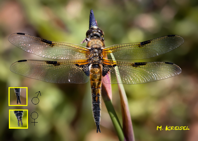 Libellula quadrimaculata Bestimmung ♂,♀, M. Kreisel