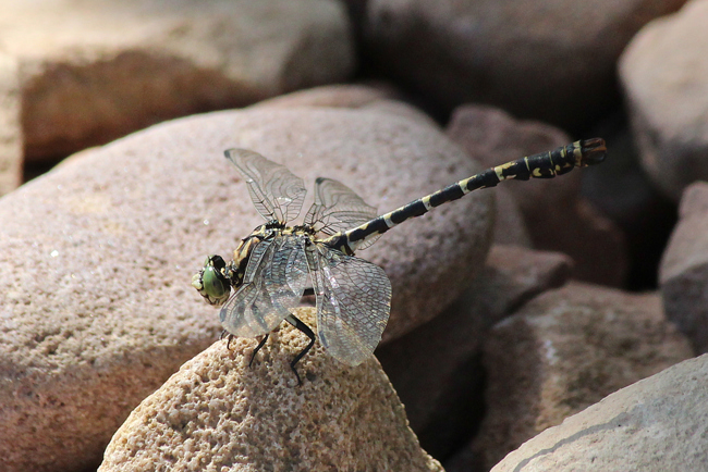 Onychogomphus forcipatus ♂, D03.1 Bebra, Kiesgruben Nr. 3, 19.08.12-1, A. Werner