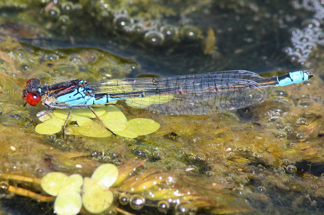 Erythromma viridulum ♂, D05 Blankenheim, Fuldaaue (Seitengerinne), 27.06.12, A. Werner