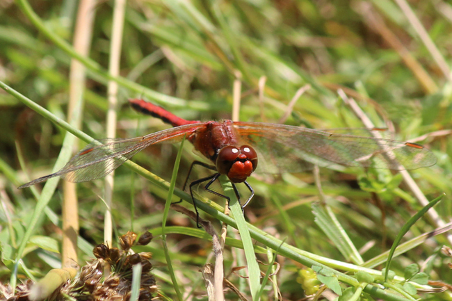 Sympetrum flaveolum ♂, D21 Lüdersdorf, Lehmbachtal (Fischteiche), 27.08.13-2, A. Werner