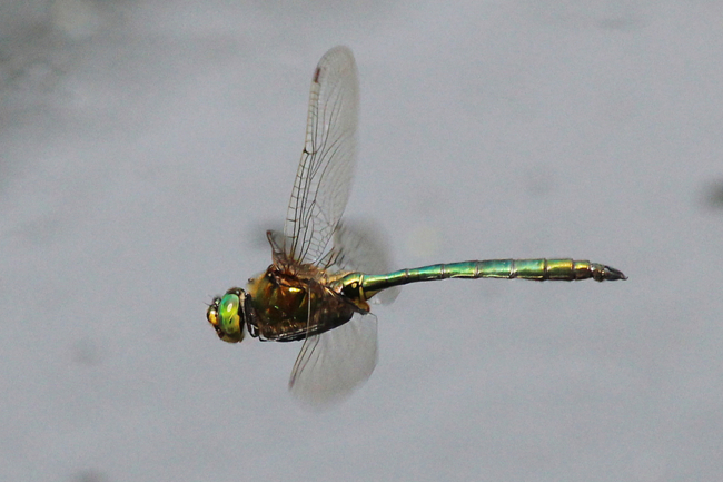 Somatochlora metallica ♂, D21 Lüdersdorf, Lehmbachtal (Fischteiche), 24.06.12-2, A. Werner