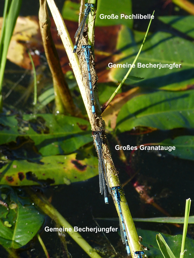 Gr. Pechlibelle, Gem. Becherjungfer, Gr. Granatauge , Gem. Becherjungfer, F19 Friedlos, Kiesgube Nr. 1, 20.07.13, G. Koska