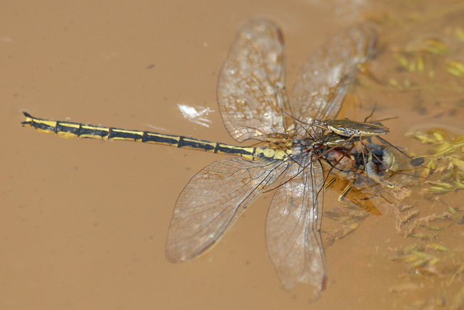 Gomphus pulchellus ♂ tot, D02 Bebra, Fuldaaue (gestaltete Kleingewässer), 12.06.13, A. Werner