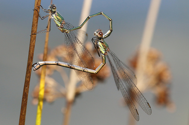 Lestes viridis Paar, F06 Meckbach, Fuldasumpfwiesen, 27.08.14, A. Werner