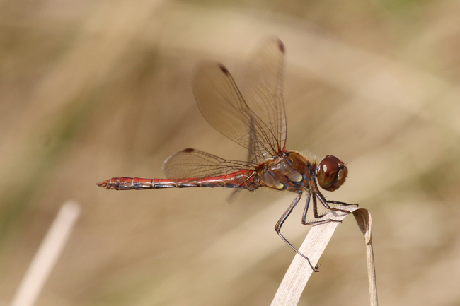 Sympetrum striolatum ♂, D08 Breitenbach, Der Heilige Rain, 27.09.14, A. Werner