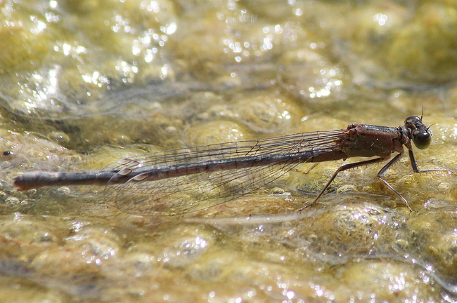 Ischnura elegans ♀ dunkelbraun u. grün, D03.1 Bebra, Kiesgruben Nr. 1 (ehemal. Kiesabbau), 01.09.12, A. Werner