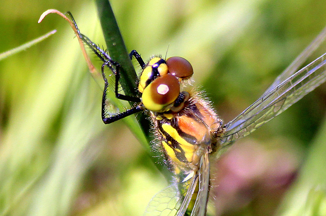 Sympetrum danae ♀, NSG Ulfewiesen bei Weiterode, (gestaltetes Kleingewässer), 24.07.12, A. Werner