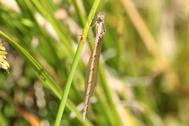 Sympecma fusca ♂ jung, K01 Raboldshausen, (gestaltetes Kleingewässer Schnepfenwiese), 17.08.13, A. Werner