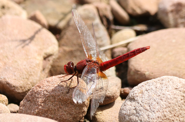 Crocothemis erythraea ♂, D03.1 Bebra, Kiesgruben Nr. 3, 04.08.14-2, A. Werner