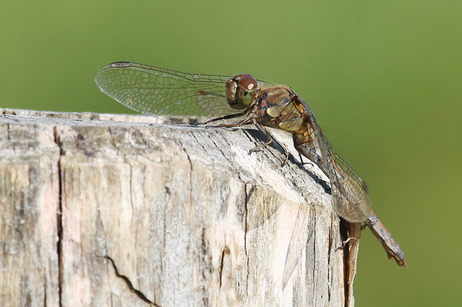 Sympetrum striolatum ♀, F05 Meckbach, Die Nassen Wiesen (Grabenstau), 03.10.14, A. Werner