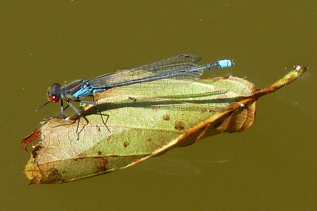 Erythromma najas ♂, I08.1 Bad Hersfeld, Stötzels Teich, 27.07.13, G. Koska