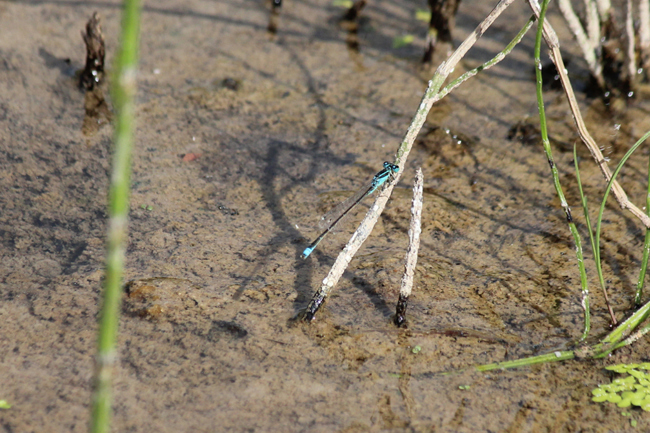 Ischnura pumilio ♂, Meckbach, Fuldasumpfwiesen, 08.09.12, A. Werner