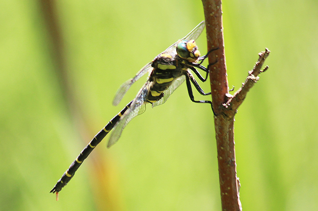 Cordulegaster boltonii ♂, D21 Lüdersdorf, Lehmbachtal (Fischteiche), 02.08.13-2, A. Werner (2) (1)