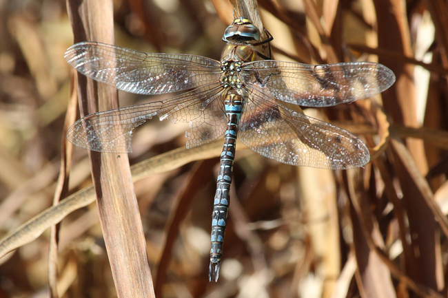 Aeshna mixta ♂, D03 Bebra, Großer Kiessee, 07.10.12, A. Werner