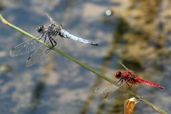 Orthetrum cancellatum (links), Crocothemis erythraea, ♂, D13 NSG Ulfewiesen bei Weiterode, 27.07.13, A. Werner