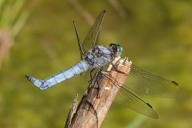 Orthetrum Brunneum♂, NSG Ulfewiesen, 30.06.25 A. Werner
