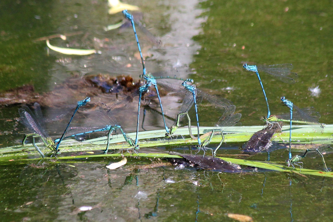 Coenagrion puella Paare, B07 NSG Haselgrund bei Schwarzenhasel (Weiher), 26.05.12, A. Werner