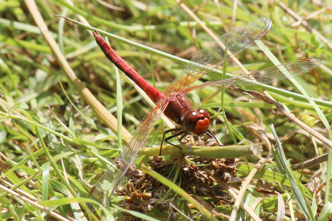 Sympetrum flaveolum ♂, D21 Lüdersdorf, Lehmbachtal (Fischteiche), 27.08.13-3, A. Werner