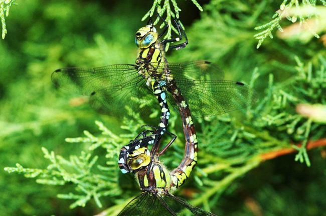 Aeshna cyanea, Paar, I05 Bad Hersfeld, Stadt Gartenteich, 05.09.11, H. Eigenbrod