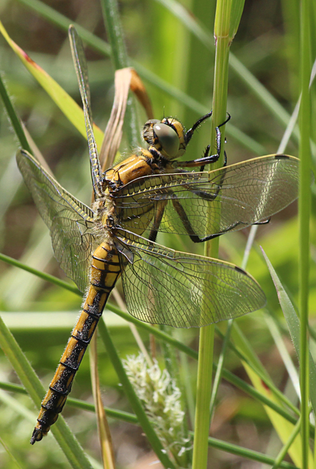 Orthetrum cancellatum ♀, D13 NSG Ulfewiesen bei Weiterode, 06.06.13-2, A. Werner