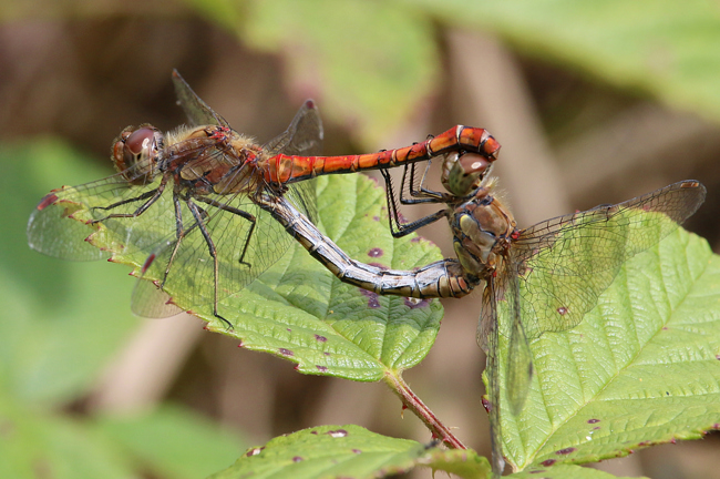 Sympetrum striolatum Paarung, D08 Breitenbach, Der Heilige Rain, 27.09.14, A. Werner