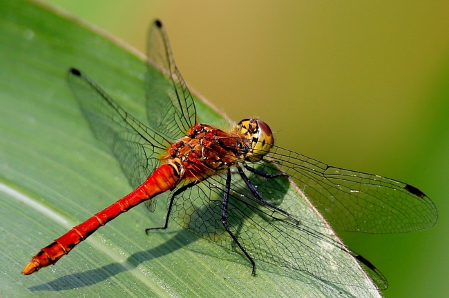 Sympetrum sanguineum ♂, D15 NSG In den Weiden bei Blankenheim, 12.07.15, H. Schwarz