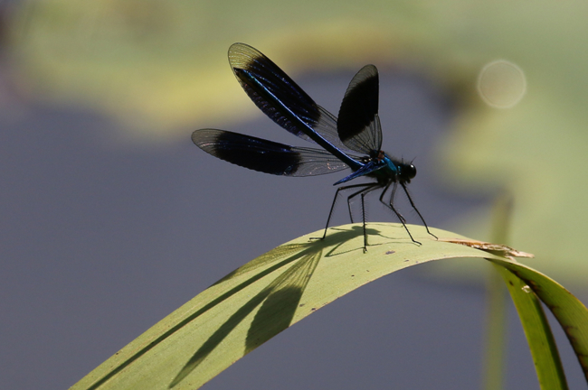 Calopteryx splendens ♂, D21 Lüdersdorf, Lehmbachtal (Fischteiche), 08.08.14, A. Werner