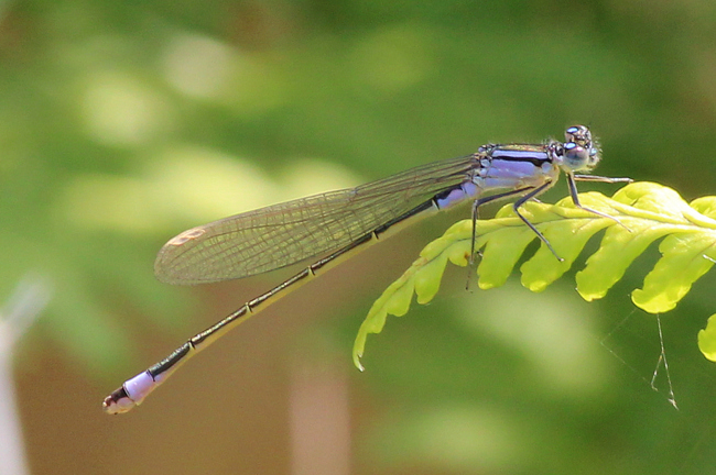 Ischnura elegans ♀ jung lila rose, F10 Rohrbach Rodersgraben (Teich+Fischteich), 26.07.12, A. Werner