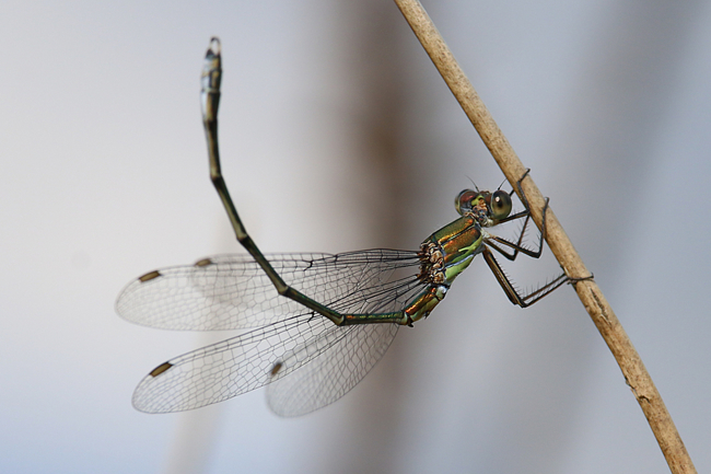 Lestes viridis ♂, F06 Meckbach, Fuldasumpfwiesen, 27.08.14, A. Werner (2) (2)