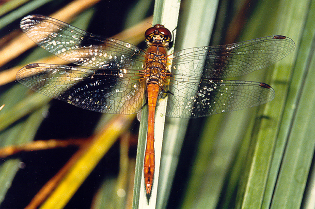 Sympetrum sanguineum ♂, F04 Mecklar Balz Bitsch (Erdfall), 00.08.1985, A. Werner