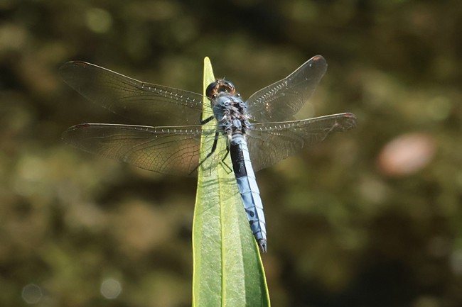 Orthetrum brunneum ♂, NSG Ulfewiesen (Birkenhofweiher), 11.07.26, A. Werner