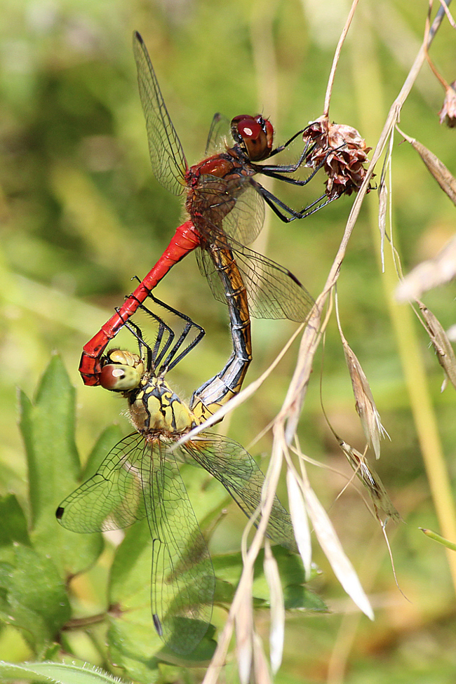 Sympetrum sanguineum Paar, K01 Raboldshausen, Schnepfenwiese, (gestaltetes Kleingewässer), 17.08.13-2, A. Werner