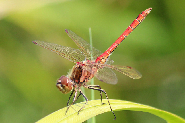 Sympetrum vulgatum ♂, F05 Meckbach, Die Nassen Wiesen (gestalteter Grabenstau), 03.08.12, A. Werner