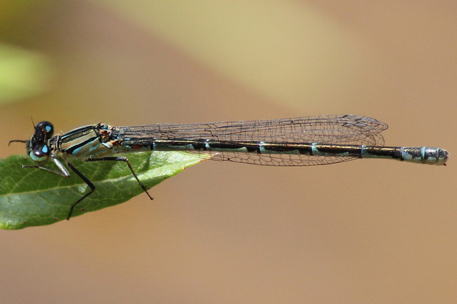 Enallagma cyathigerum ♀, D10 NSG Alte Fulda Bei Blankenheim, 28.06.12, A. Werner