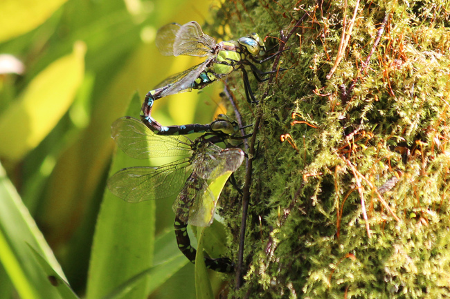 Aeshna cyanea, Paar Eiablage, B08 Rotenburg, Am Zellrichsgraben (gestaltetes Kleingewässer), 20.09.11, A. Werner