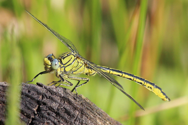 Gomphus pulchellus ♂, F12 Biedebach, Hauksbach, 29.05.12, A. Werner