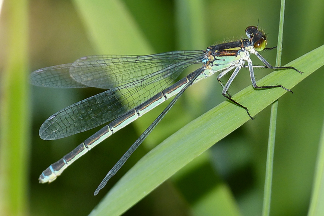 Erythromma najas ♀, I04 NSG Alte Fulda bei Asbach, 02.07.13, G. Koska