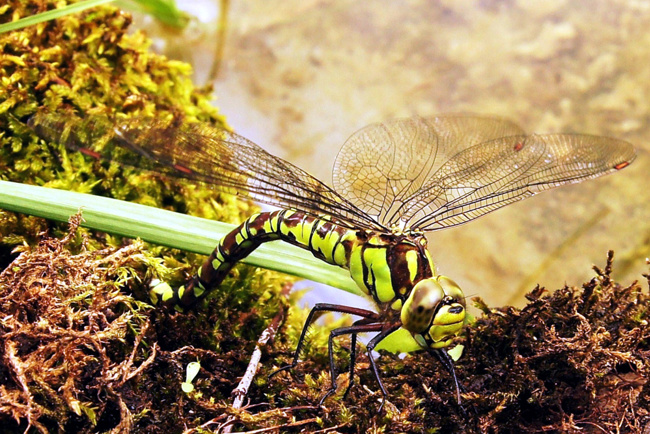 Aeshna cyanea ♀, Eiablage, I05 Bad Hersfeld, Stadt Gartenteich, 08.07.11, H. Eigenbrod