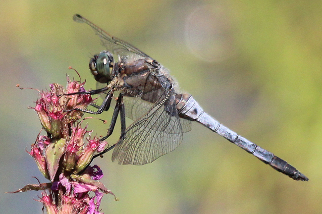 Orthetrum cancellatum ♂, F05 Meckbach, Die Nassen Wiesen, 22.07.13, A. Werner