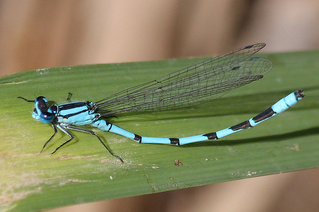 Enallagma cyathigerum ♂, D03 Bebra, Großer Kiessee, 30.09.12, A. Werner