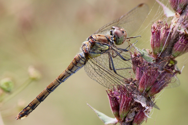 Sympetrum striolatum ♀, kurz n. Tandemflug, D02 Bebra, Fuldaaue (gestaltete Kleingewässer), 27.08.12-2, A. Werner