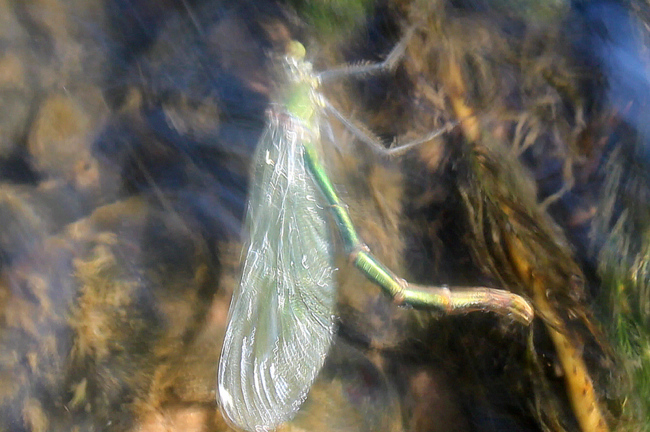 Calopteryx splendens ♀, Eiablage unter Wasser, D12 NSG Forbachsee Bei Bebra (Fulda), 04.06.11, A. Werner